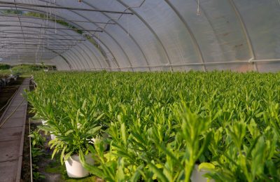 vivero online